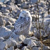 Owl on the Rocks DSC_6491_1280 Snowy owl sitting on rocks, Raptor, wildlife photo, Nature