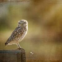 California Burrowing Owl Photography, Owl Décor, Owl Lover Gift, Fine Art Photography, Califo