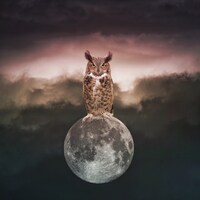 Scorpio Full Moon PRINT - surreal intense owl spirit animal home decor night sky supermoon astrology