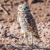 Burrowing Owl
