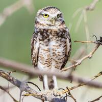 Burrowing Owl - Tree