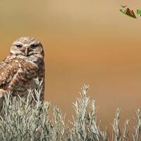 Burrowing Owl. Owl Photographer, Utah Owl Images, Bird Prints, Owl Pictures, Educational Owl Images,