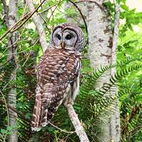 Barred Owl in Forest Sitting on Alder Tree Nature Photography Print