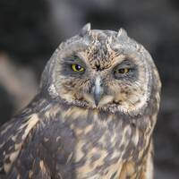 Short eared owl taken in the wild (photograph)