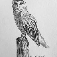 Fine Art Print Ink Illustration Barn Owl