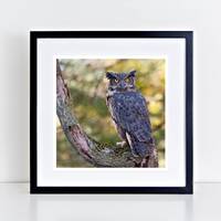 Great Horned Owl 12" x 12" fine art print - gifts for bird lovers, gifts for owl lovers, g