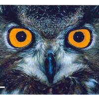 I'M WATCHIN' YA -Owl Face Fine Art Photo Print