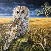 Owl Art Print - Title: The Guardian - Tawny Owl Wildlife Art