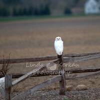A Snowy Owl Sitting on a Fence