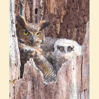 Great horned owl bird photograph, Great horned owl photograph, Great horned owl, bird photograph