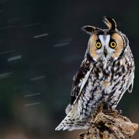 Long Eared Owl - 8x10 photo print