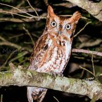 Owl Photo, Owl Print, Owl Art, Nature Print, Bird Picture, Bird Photography, Wildlife Photo, Eastern