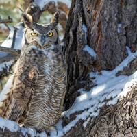 Great Horned Owl in Winter