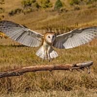 Barn Owl Landing