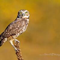 Burrowing Owl