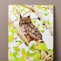Great Horned Owl Metal Print – 11x14 Wildlife Photography Wall Art, Woodland Animal Decor, Nat