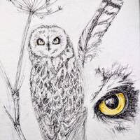 Short eared owl original pen drawing, wildlife bird sketch, original owl art for a final painting of