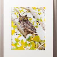 Great Horned Owl – 8"x10" Matted Fine Art Print, Wildlife Photography, Nature Wall A