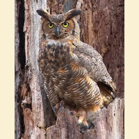 Great horned owl bird photograph, Great horned owl photograph, Great horned owl, bird photograph