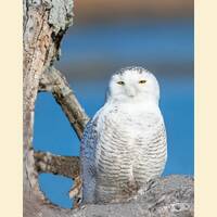 Snowy owl bird photograph, Snowy owl photograph, Snowy owl
