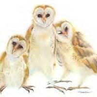Young Barn Owls -barn owls- owls- birds- birds of prey- baby owls