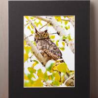 Great Horned Owl – 5"x7" Matted Print, Owl Wall Art, Forest Wildlife Photography, Gi