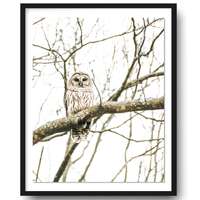Barred Owl Photo, Owl Photography, Owl Art Print, Nature Bird Art Print, Owl Wall Art, Nature Photo,