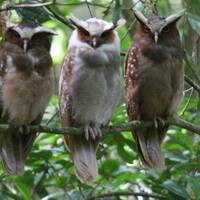 3 owls (photograph)
