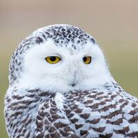 Snowy Owl, Fine Art Photograph, Wildlife Photo, Home Decor