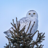 Snowy Owl Michigan Wildlife Photography -3408