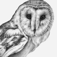 Barn Owl drawing PRINT