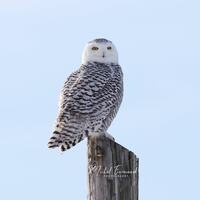 Snowy Owl photo print, birds wall art, nature photography, owl picture, paper or canvas decor, birds