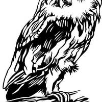 owl  decal