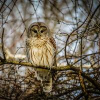 Golden Owl; Wildlife; Barred Owl; Nature's Best; Fine Art Photography