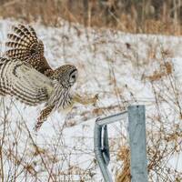 Owl Love; Wildlife; Barred Owl; Nature's Best; Fine Art Photography