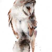 Swiftsilver a watercolour giclee print of a barn owl by Jane Davies