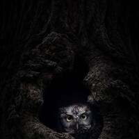 Eastern Screech Owl - Gray Morph - Owl Photo Print - Limited Edition