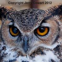 Wise Old Owl Photography, Orange Eyed Owl Bird Fine Art Print, Owl Art, Nature Bird Photography Prin