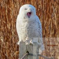 Snowy Owl, Wildlife, Nature Photography, Middletown, Rhode Island