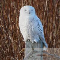 Snowy Owl, Wildlife, Nature Photography, Middletown, Rhode Island