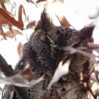 Owl, Fall, Leaves, Screech Owl, Amber, Brown, Tan