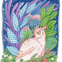 Owl and Flora - 8x10 PRINT, barn owl, Plants, stars, night sky, Art Illustration, Color Pencil Drawi