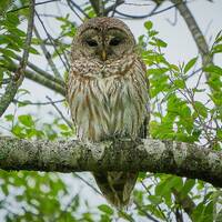 Barred Owl, Wildlife, Nature Print, Sterling, Connecticut