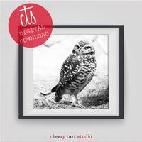 Burrow Owl - Fine Art Print - Digital Download