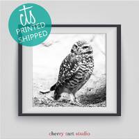 Burrow Owl - Fine Art Print