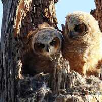 Great Horned Owl Fledglings Photo | Nature Photograph | Nestlings | Owlets | Bird Wall Art Gift | Fe