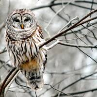 Snowy Day; Owl Love; Wildlife; Barred Owl; Nature's Best; Fine Art Photography