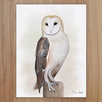 Barn Owl Wildlife Art Print, A4 or 8x6