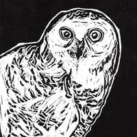 Boreal Fauna.    Snowy Owl (nyctea scandiaca)- linocut print