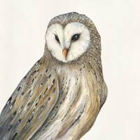 Barn Owl Archival Quality Prints
